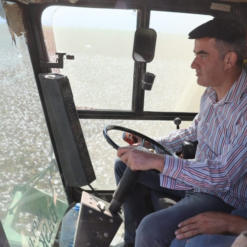 Başkan Arıcı Pamuk toplama makinası direksiyonuna geçti, hasat yaptı